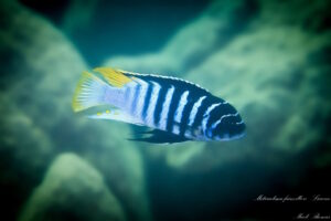 Metriaclima fainzilberi 'Luwino Reef'